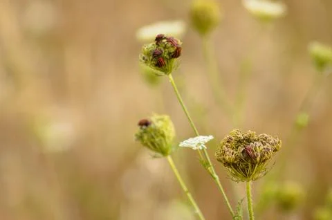 Closeup of red stripped bugs on wild carrot buds with blurred background Stock Photos