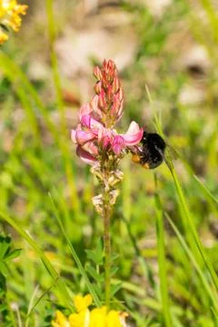 Closeup of a red-tailed bumblebee (prob. Bombus lapidarius) on common sainfoi Stock Photos