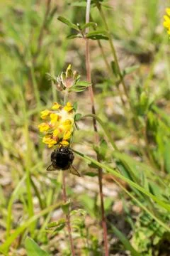 Closeup of a red-tailed bumblebee (prob. Bombus lapidarius) on common kidneyv Stock Photos