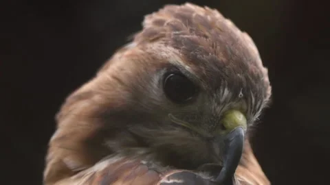 Closeup of Red-tailed hawk Stock Footage 156989972