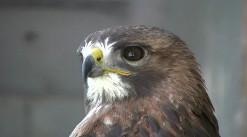 Closeup of Red-Tailed Hawk as he looks around (High Definition) Stock-Footage 359689