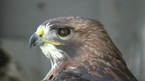 Closeup of Red-Tailed Hawk as he looks around (High Definition) Stock Footage 359690