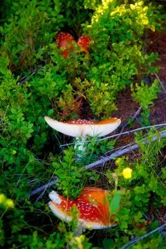 Closeup of red toadstools in the forest. Foto stock
