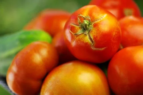 Closeup of red tomato Stock Photos