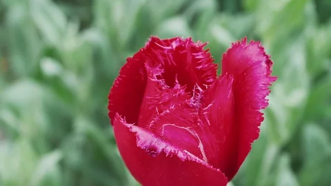 Closeup of a red tulip bud and a little spider Video stock 108564110