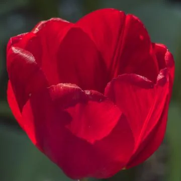 Closeup on a red tulip Stock Photos