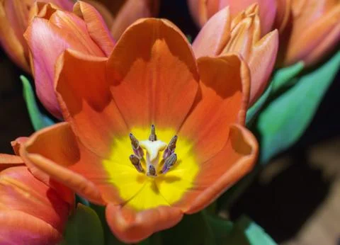 Closeup of a red tulip Stock Photos
