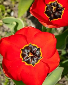 Closeup of a red tulip in springtime Stock Photos