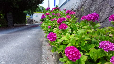 Closeup of the reddish purple hydrangea flowers by the street. 4K Stock Footage 242644992