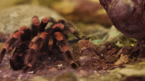 Closeup of redknee mexican spider tarantula on green background. Video stock 228772876