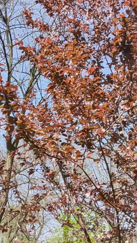 Closeup of a redleafed tree against a vivid blue sky Stock Footage 277135576