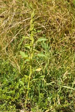Closeup of redroot amaranth with selective focus on foreground Stock Photos