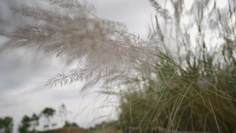 Closeup of reed grass swaying in wind Stockbeeldmateriaal 256970589
