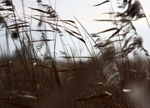 Closeup Reed Stock Photos