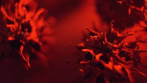 Closeup Of A Representation Of A Virus Stock Footage 125853596