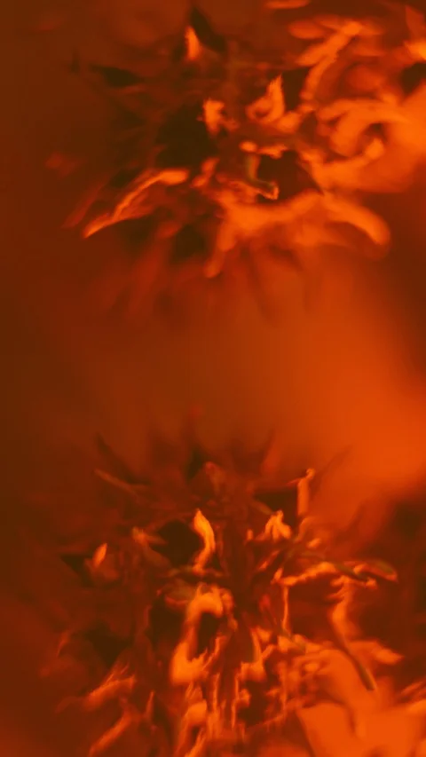 Closeup Of A Representation Of A Virus Stock Footage 125853636