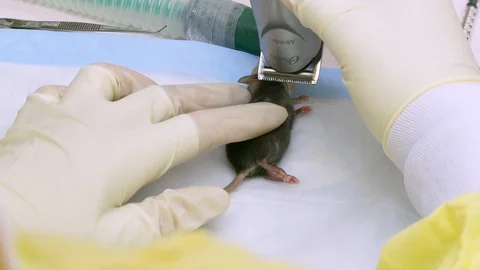 Closeup of researcher checking anesthesia and shaving mouse for surgery Stock Footage 125315569
