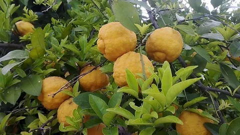 Closeup resemble Rough Lemons Stock Footage 337161891
