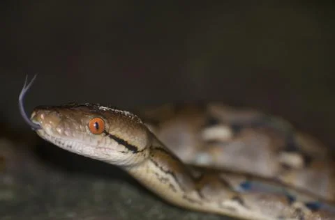 Closeup of the reticulated python. Malayopython reticulatus. Cambodia. Stock Photos