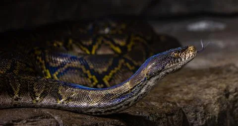 Closeup of Reticulated python slithering on the ground Photos