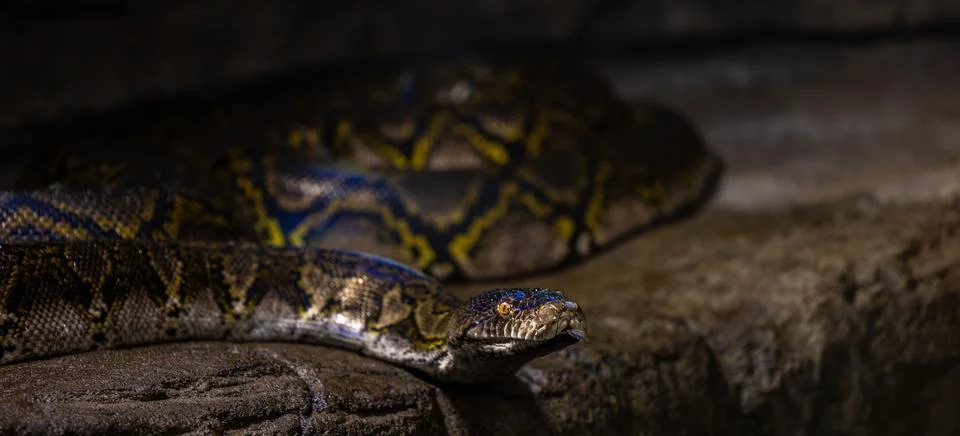 Closeup of Reticulated python slithering on the ground 写真素材