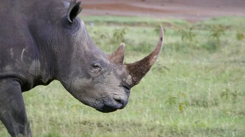 Closeup of rhino walking Stock Footage 132833072