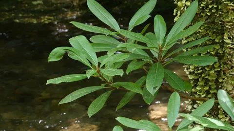 Closeup of rhododendron leaves Stock Footage 49863327
