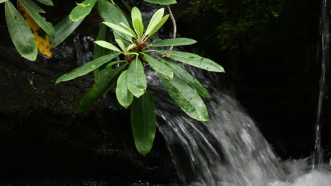 Closeup of Rhododendron leaves with stream in the background. Stock Footage 309732040