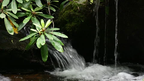 Closeup of Rhododendron leaves with stream in the background. Stock Footage 309732068