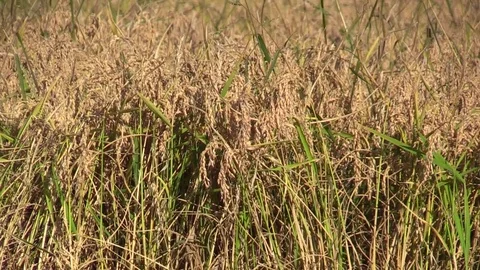 Closeup Of Rice Before Harvest 動画素材 81591293
