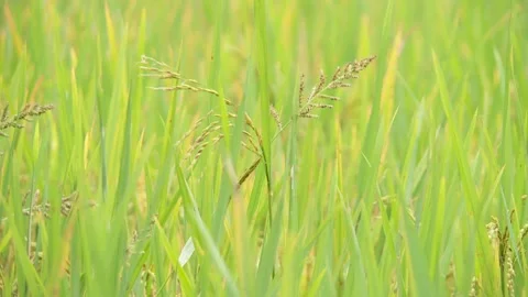 Closeup of rice in the rice fields. Stock Footage 167177338