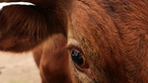 Closeup of the right eye and forehead of a brown Texas Longhorn cow Stock Footage 137254994