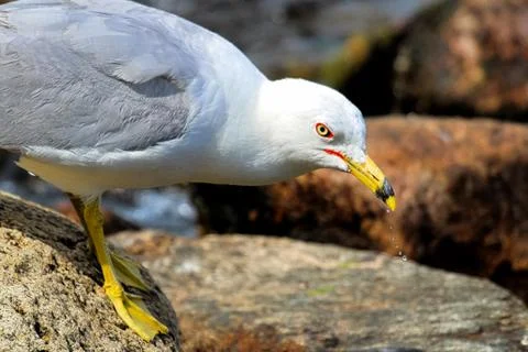 Closeup of a ring-billed gull standing on rocks Stock Photos
