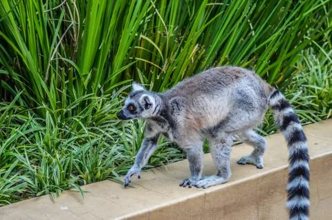 Closeup of a ring tailed Lemur l Lemur Catta in captivity in South Africa Stock Photos