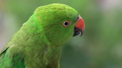 Closeup of a Ringneck Parrot eating Video stock 158831753