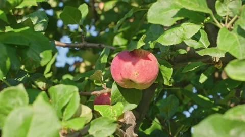 Closeup Of Ripe Apple Growing On Tree In Morning Light Stock Footage 345274367