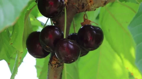 Closeup of Ripe Cherries on the Tree Stock Footage 52305763