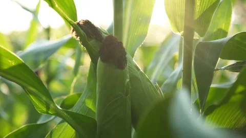 Closeup of ripe corn on the field Stock Footage 78861081
