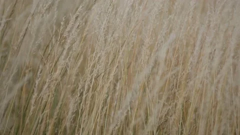 Closeup of ripe dry grass waving in the wind Stock Footage 200784969