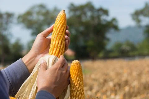 Closeup Ripe feed Corn Cob Hold in Hand of Farmer or Cultivator in Dry Corn F Stock Photos