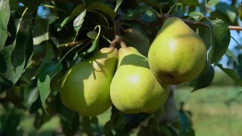 Closeup of ripe juicy pears on a tree in the garden Stock Footage 288528207