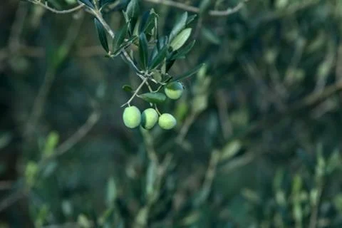 Closeup of ripe olives on a tree Stock Photos
