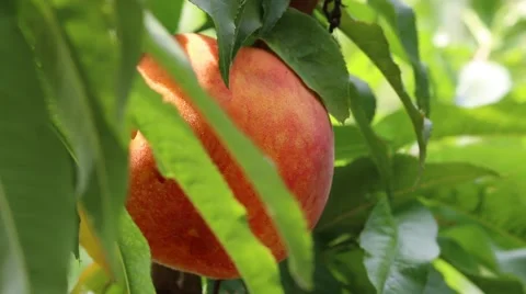 Closeup of Ripe Peach on the Tree Stock Footage 52305563