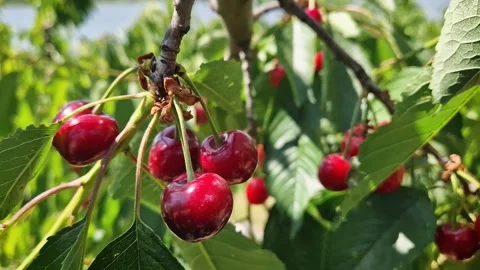 Closeup ripe red cherries on a tree twig. Fresh bio fruits growing in the garden Stock Footage 276460794