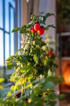 Closeup of ripe red cherry tomatoes first appear on branch of plant in pot .. Stock Photos