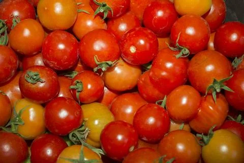 Closeup ripe tomatoes, vegetables background Stock Photos