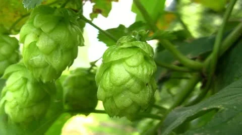 Closeup of ripe Umbels of Hops Video stock 11494304