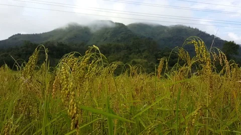 Closeup of ripe yellow rice stems and grains in rice field, hills in background 스톡 동영상 80703605