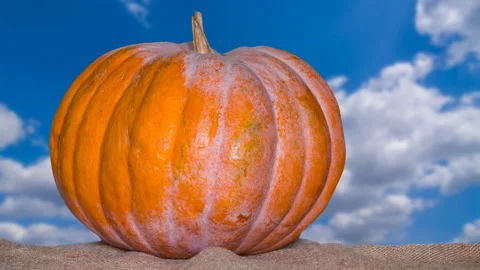 Closeup ripen pumpkin on blue cloudy sky time lapse scene Video stock 221573186