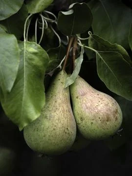 Closeup of ripening  fruit on a Pear tree (Pyrus communis 'Conference') in .. Stock Photos